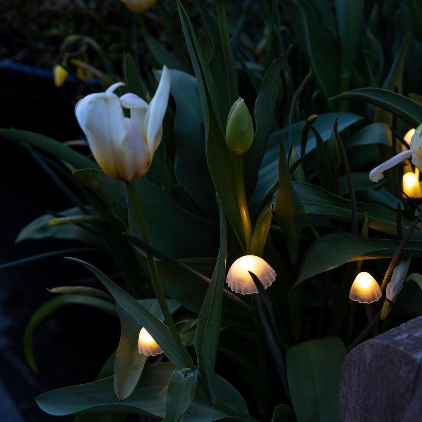 Tall Mushroom Solar Lights